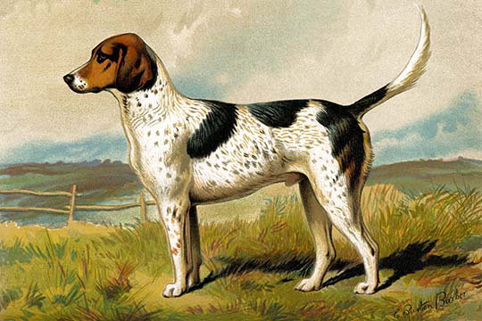 Impression d’art graphique « foxhound » par vero shaw, 24 po x 36 po