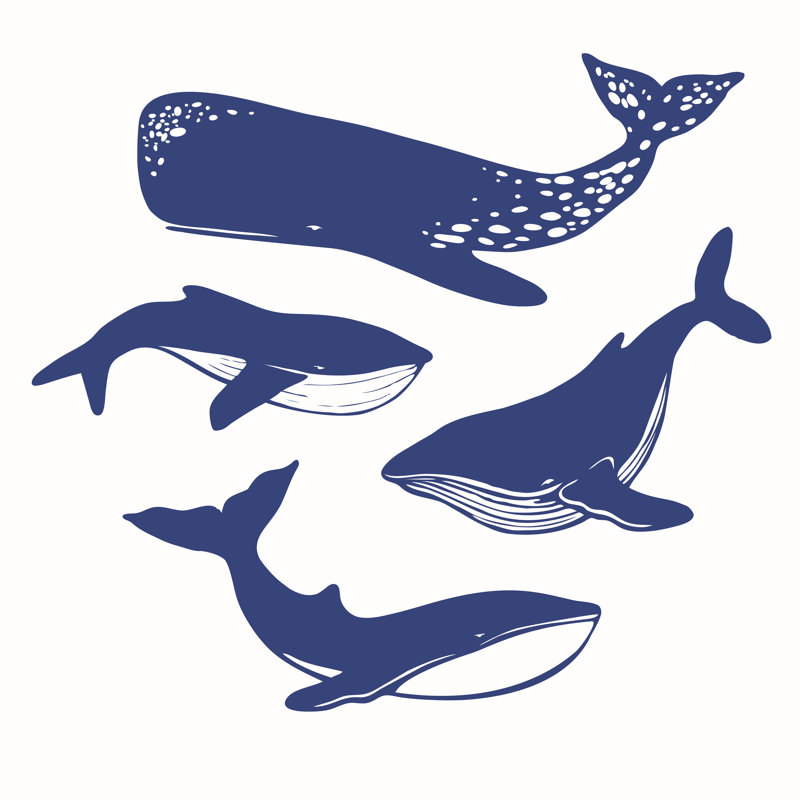 Vector Whales by Harmonia_green - Wrapped Canvas Print, 122cm H x 122cm W