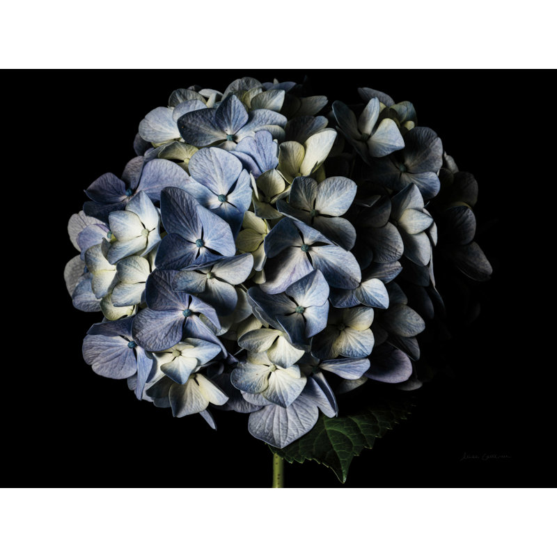 " Pale Blue Hydrangea ", 24" H x 32" W