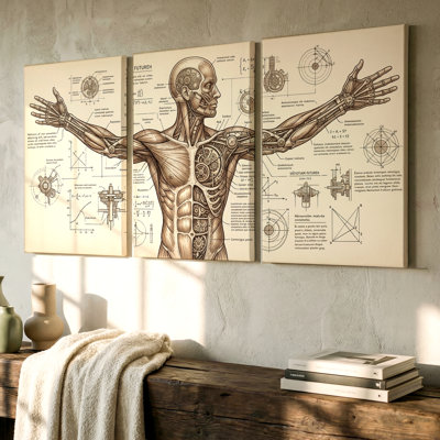 3 Pieces Anatomical Sketch Large Wall Art with Vintage Scientific Diagrams, Three Pieces Wall Art for Living Room, Bedroom, Office, and Home Decor