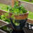 Atenea Francine Round Imperial Ceramic Outdoor Planter-860479538-860479550