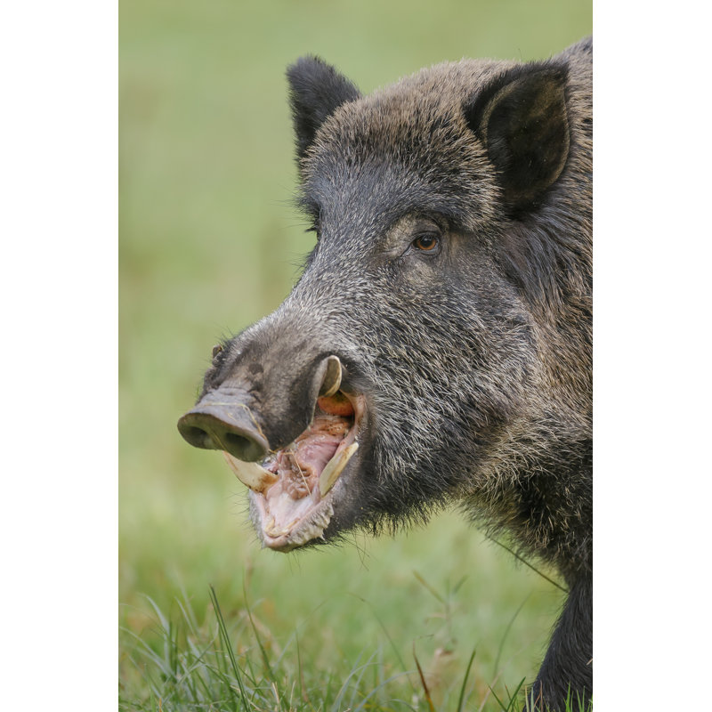 Wild Boar by Neil_Burton - Wrapped Canvas Print, 76cm H x 51cm W