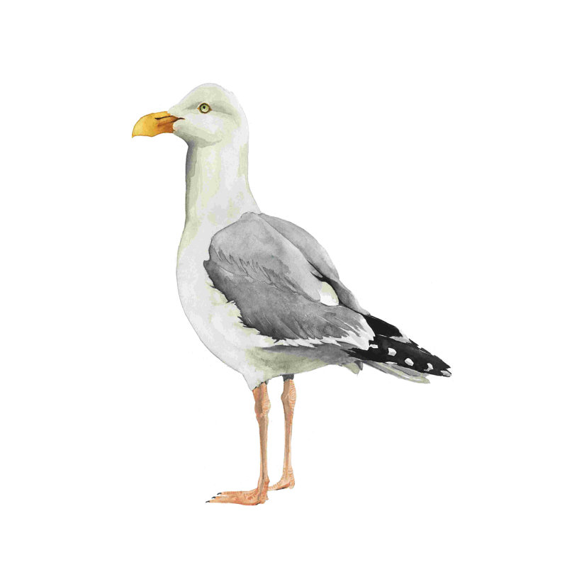 Oiseau de mer II, L 12 po x H 18 po x P 1,25 po