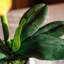 Simulations de décorations florales pour le salon