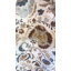 Rideaux floraux brun clair, or et gris-112800572