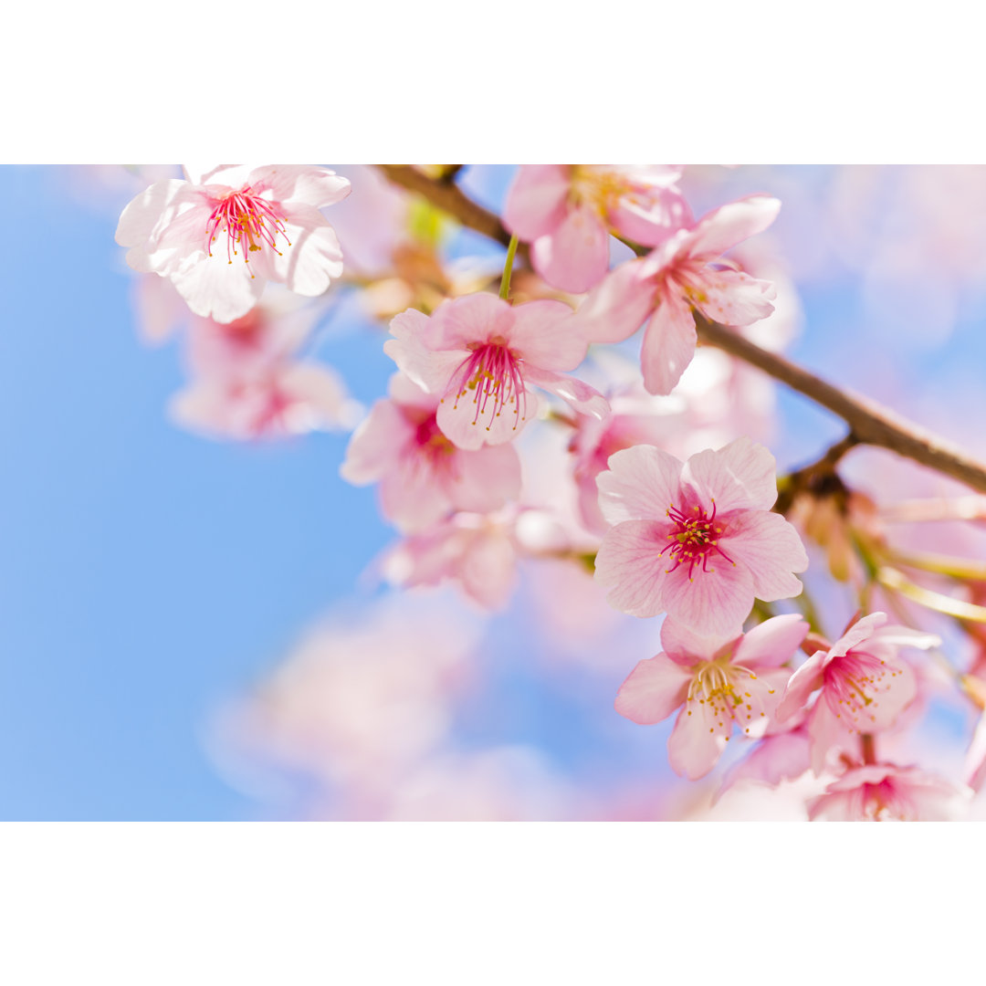 Pink Cherry Blossom von Ooyoo - Leinwandbild