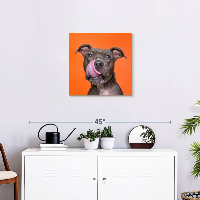 Brampt Silly Pet Pit Bull, 20" H x 20" W