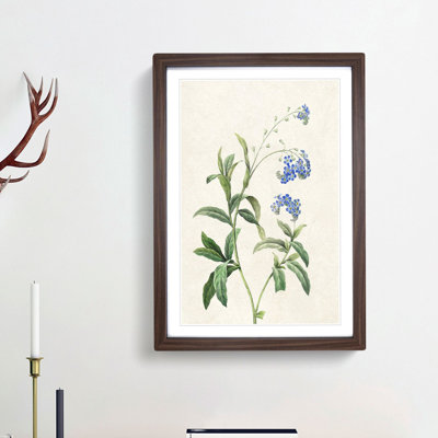 Water Forget-Me-Not Flowers by Pierre-Joseph Redoute - Framed Print