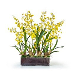 ORCHID DANCING IN GLASS