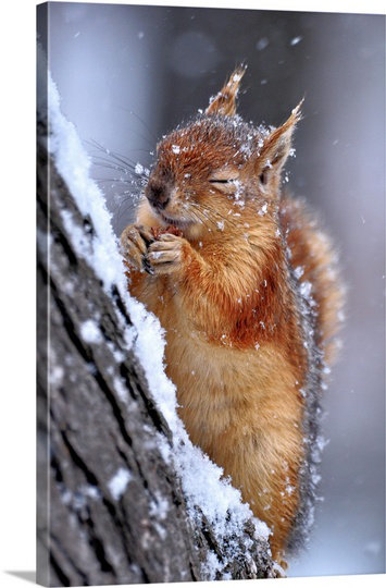 Straub 'Winter' by Ervin Kobakci Photographic Print The Twillery Co.® 