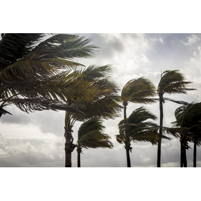 Palm Trees Before A Tropical Storm Or Hurricane - Wrapped Canvas Print