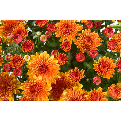 Orange Chrysanthemums by Evgenyb - Wrapped Canvas Print