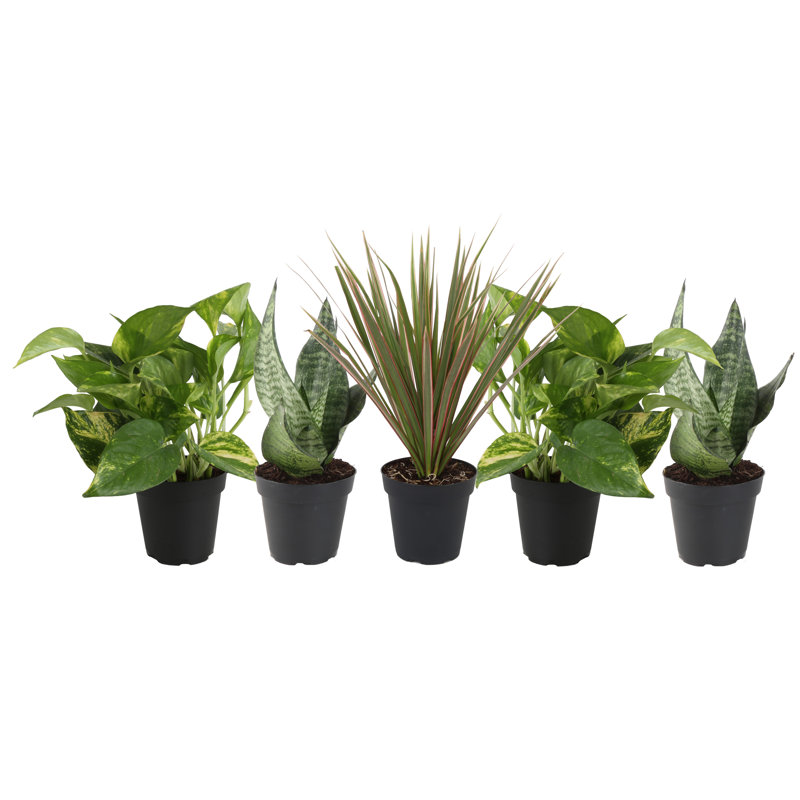Costa Farms Indoor Exotic Angels Clean Air Collection House Plant in 3.8-inch Nursery Pot Costa Farms