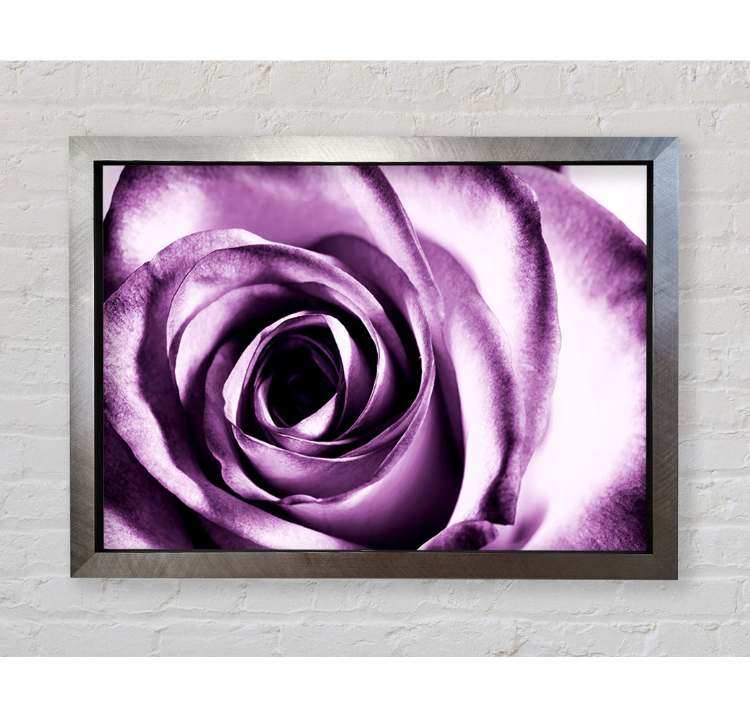 Purple Rose Delight - Druck