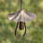 Kamelo Metal Plants & Flowers Rain Chain