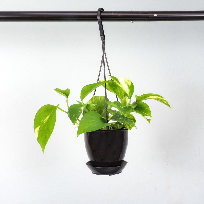 Live Golden Pothos Plant in Hanging Pot