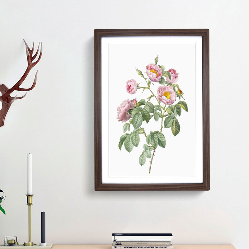 Tomentose Rose in Pink by Pierre-Joseph Redoute - Picture Frame Painting Print, 65cm H x 48cm W x 2cm D, Walnut Framed