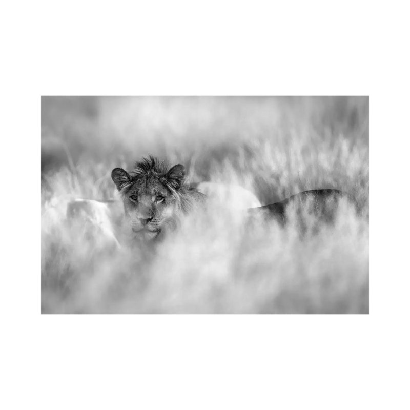 Subtle Mane by Jaco Marx - Wrapped Canvas Print, 66.04 cm H x 45.72 cm W x 3.175 cm D