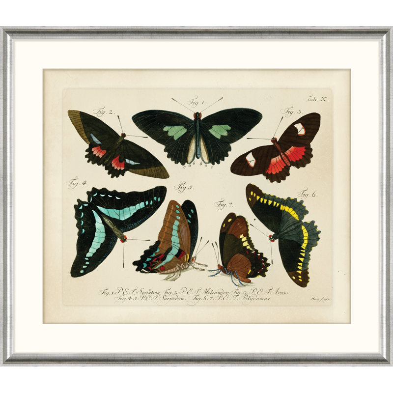 Oken's Naturalist Butterfly VII Print