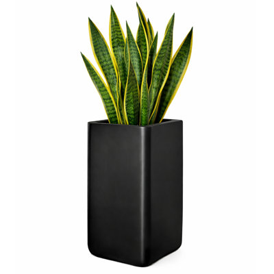 braid snake plant Braided Snake Plant  Habitat Plants + Coffee