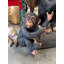 Statue singe chimpanzé Congo