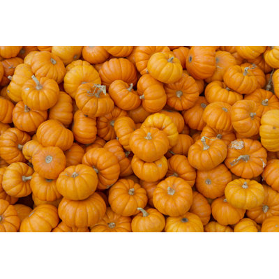 Citrouilles miniatures par 2_Scoops