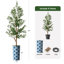 68 plantes-95099219-138916969