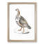 Pheasant Grouse Illustration by John Edward Gray - Picture Frame Painting Print-55583024-55583025