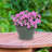 Berlina Round Imperial Ceramic Outdoor Planter-2034820463-2096375820