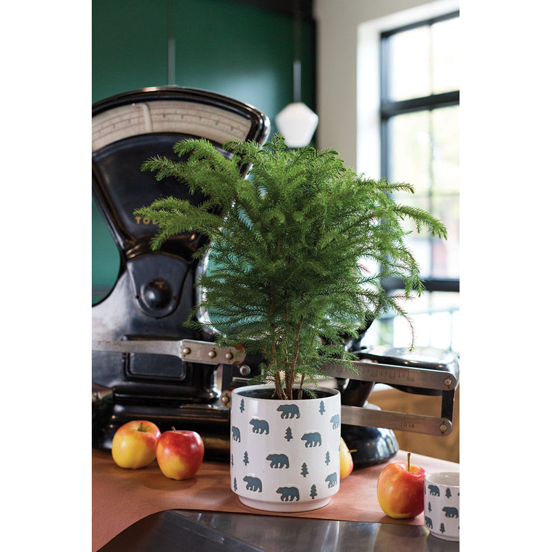 Calafell Handmade Ceramic Pot Planter, 6.5" H x 6.25" W x 6.25" D