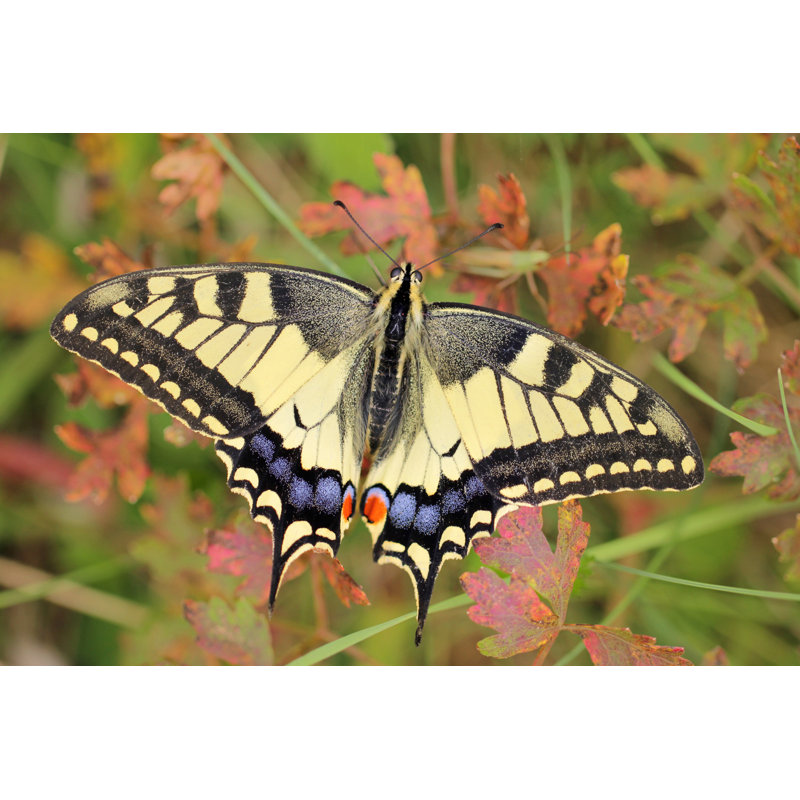 Papilio Macau - Wrapped Canvas Print, 61cm H x 91cm W x 3.8cm D