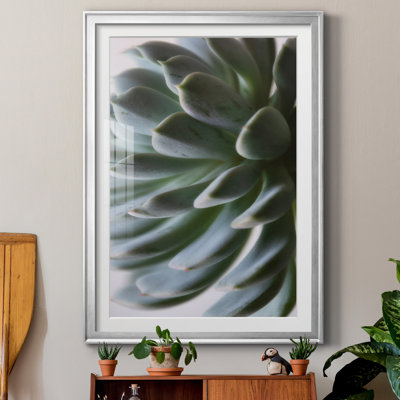 Zen Succulent II by Irene Weisz - Matted and Framed Under Acrylic Glass, Large Living Room Wall Art