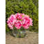 Peony Floral In Glass Vase-1657491728