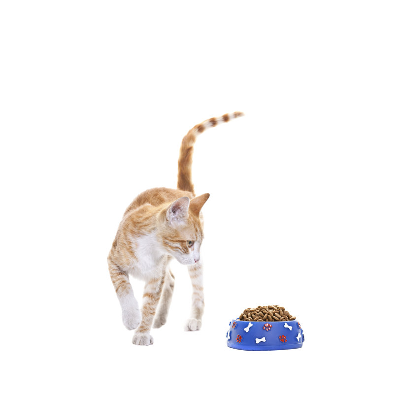 Chaton sans ventre par Mehmettorlak, H 12 po x l 8 po