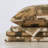 Ultra Soft Lodge Printed Microfiber Sheet Set-898045234-898045240