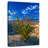 Harnek Ocotillo In Anza Borrego-108354751