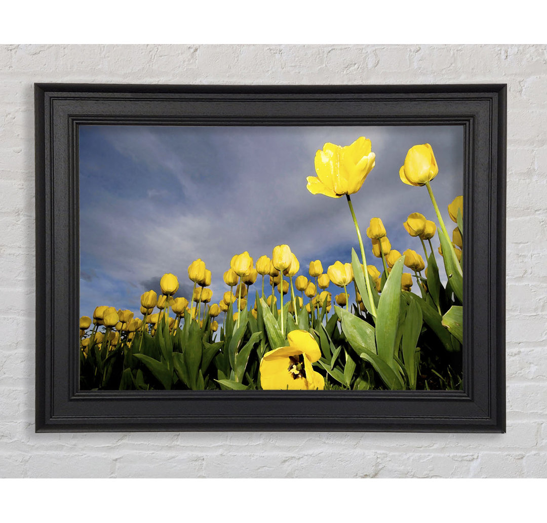 Gerahmtes Leinwandbild Yellow Tulip Field Storm