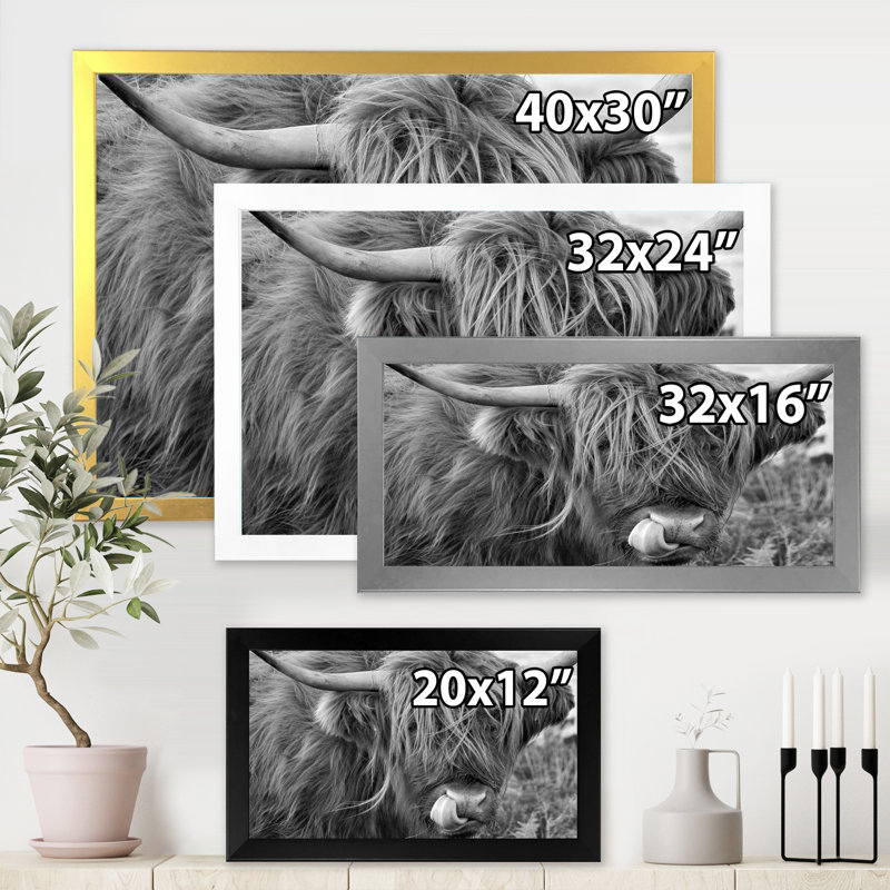 «Scottish Cow on Moorland II» - photographie sur toile, H 12 po x l 20 po x p 1 po, Cadre doré