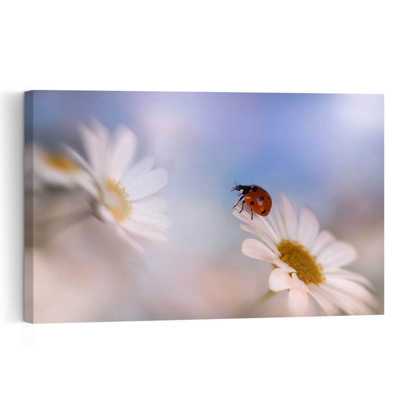 Ladybug On White Daisy Delicate Abstract Ladybug Daisy Flower Nature Wall Art Print - Print, 30.48cm H x 45.72cm W