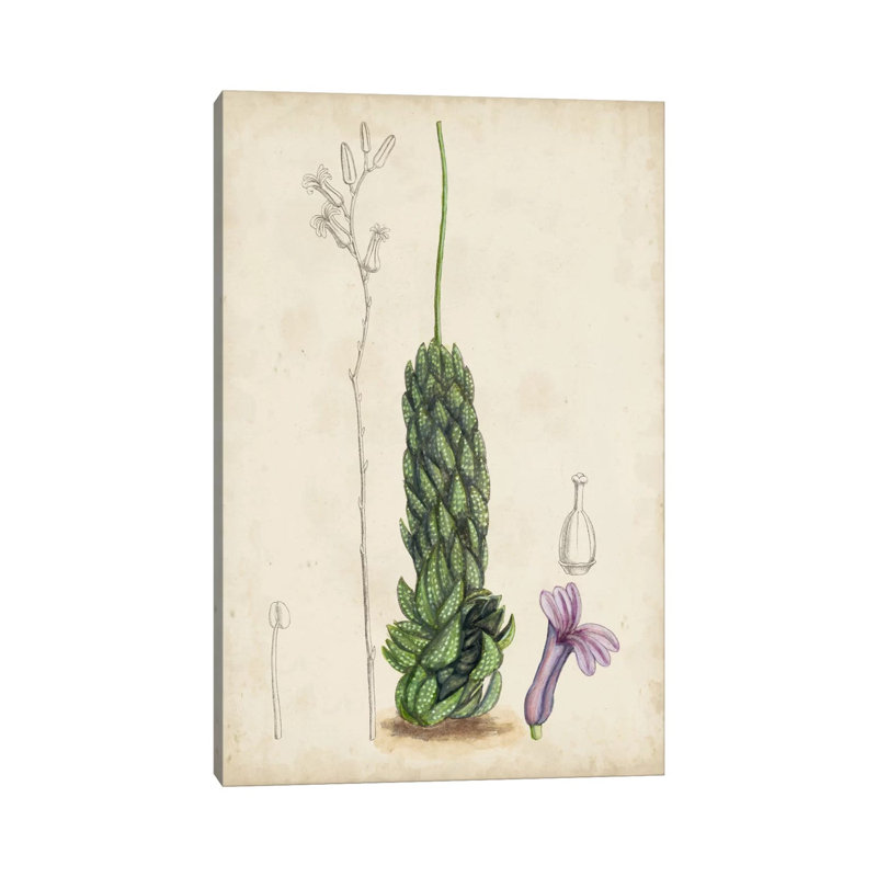 Antique Cactus IV by Curtis - Wrapped Canvas Print, 20.32 cm H x 30.48 cm W