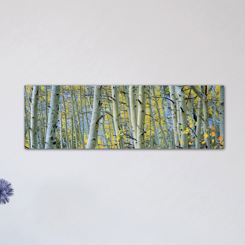Aspen Trees in a Forest - reproduction de photo sur toile, H 16 po x l 48 po x P 1,5 po