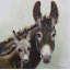 «Donkey Family» par l'artiste locale Janet Burrows-67516416-67516418-67516419