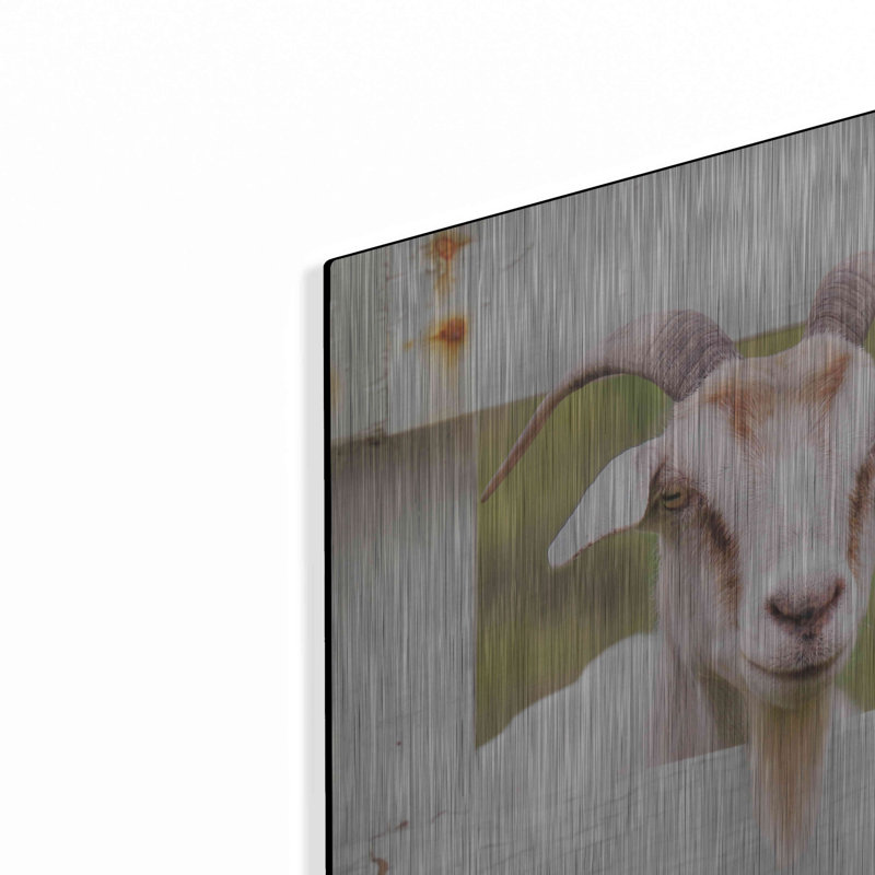 "Goat At Fence" par Lori Deiter, H 16 po x l 24 po