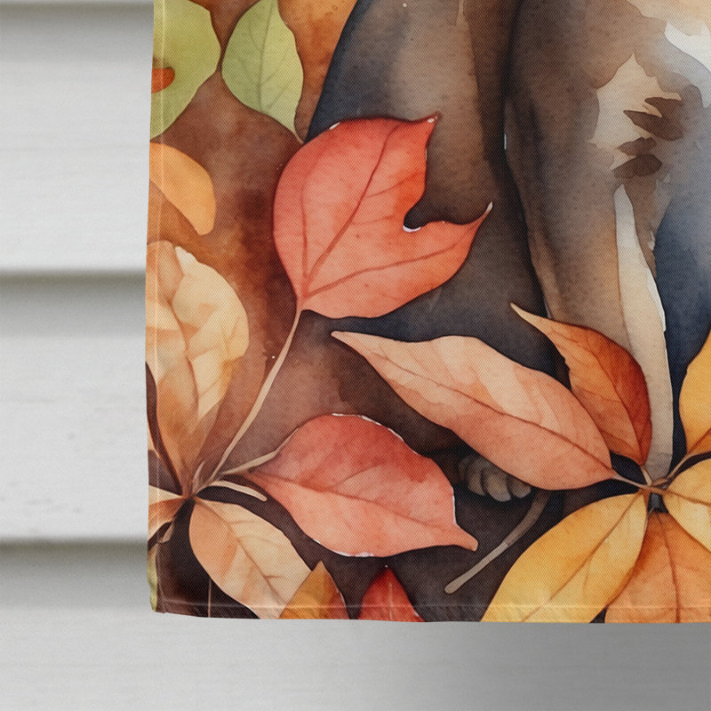Chat en feuilles d'automne, Abyssinien