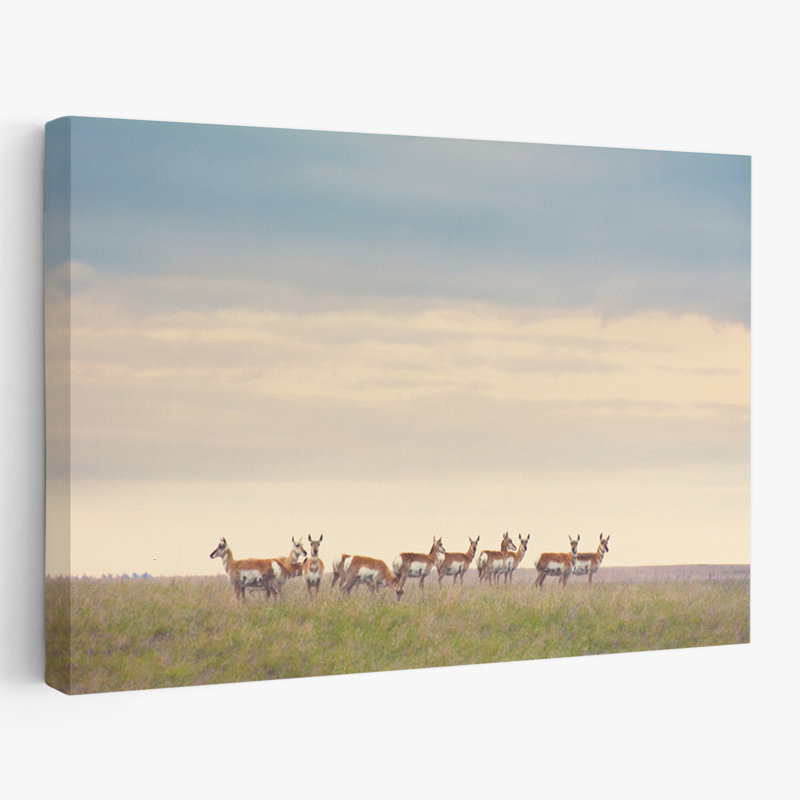 La force en chiffres - Photographie, animaux, nature, art animalier, H 16 po x l 24 po