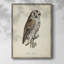 «French Owls III», reproduction encadrée - bois massif-1179712230