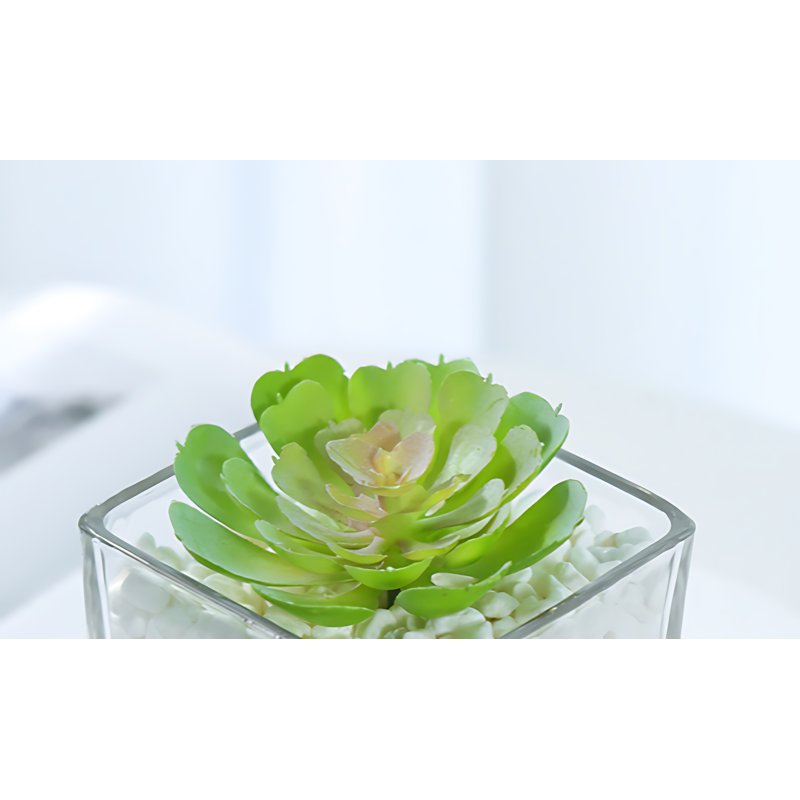 Plante grasse 3,93 po