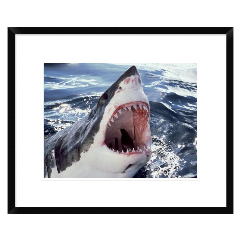 " Great White Shark At Surface With Open Mouth, Neptune Islands, Australia ", 18" H x 22" W x 1.5" D