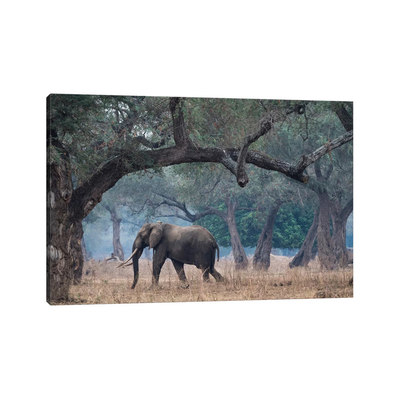 Africa, Zimbabwe, Mana Pools National Park by Jaynes Gallery - Wrapped Canvas Print, 20.32 cm H x 30.48 cm W