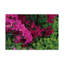 «Hot Pink, Red and Chartreuse», reproduction de photo sur toile tendue Cattima-30312253